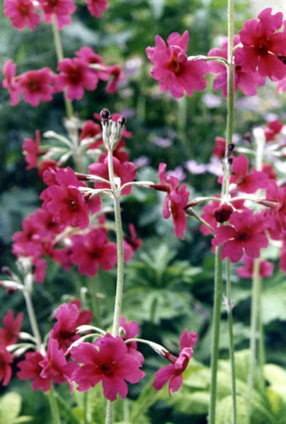 Primula pulverulenta photo